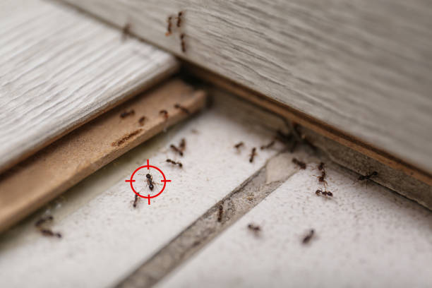 Best Termite Control Services  in Romney, WV