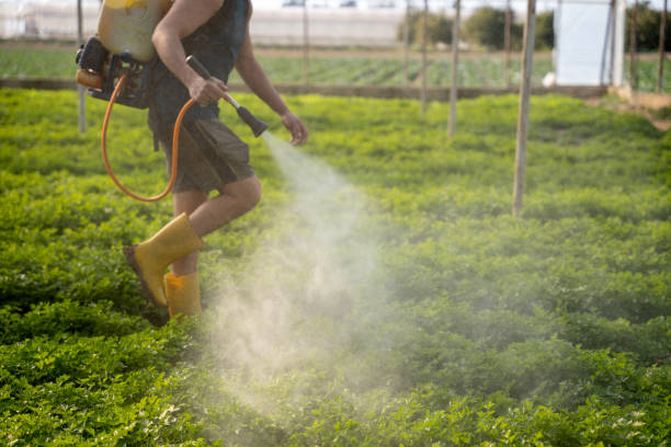 Best Mosquito Control Services  in Romney, WV