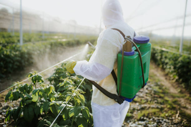 Best Pest Removal Services  in Romney, WV
